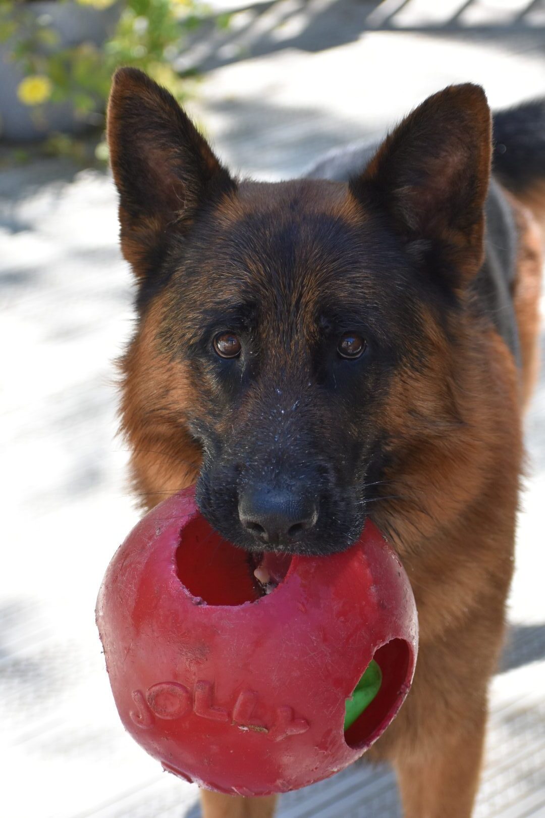 Dog with Ball